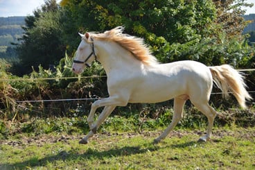 5-jarige palomino PRE merrie