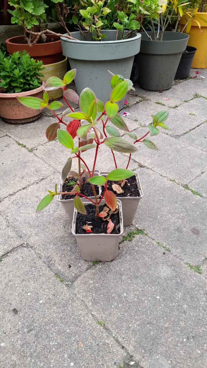 Diverse vaste planten