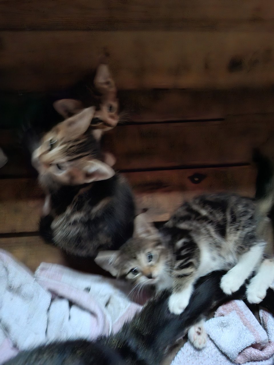 Kittens, alleen nog twee zwart/ witte beschikbaar)