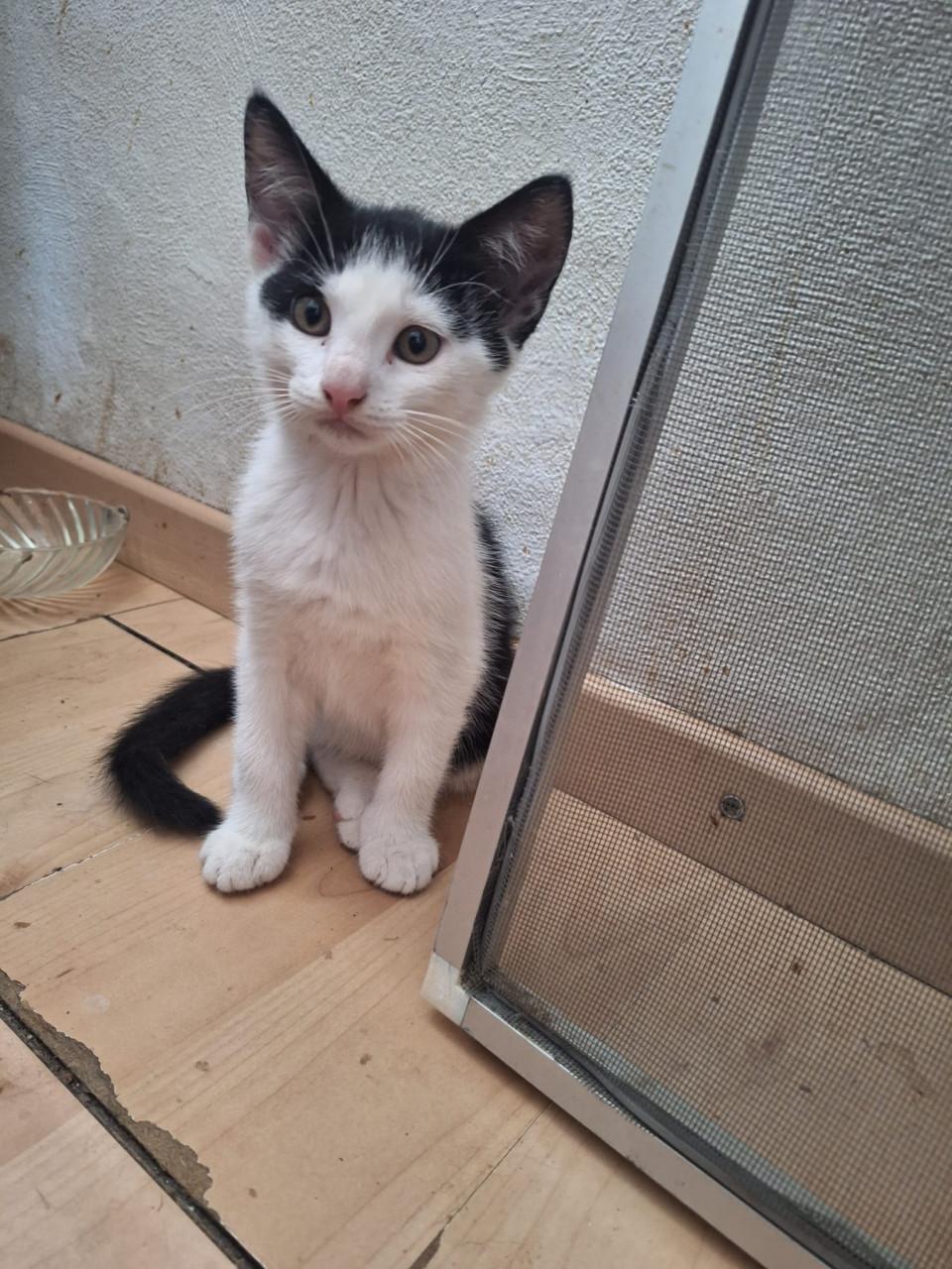Super lieve kittens