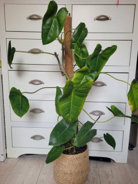 Philodendron Burle Marx