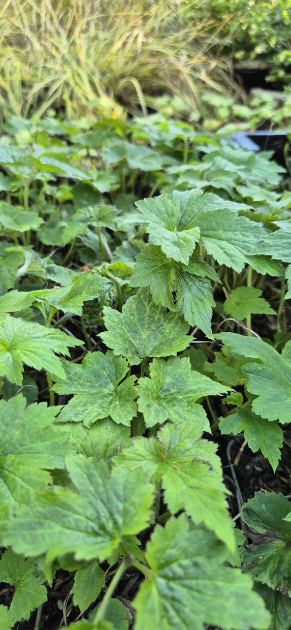 Vaste planten biologisch opgekweekt