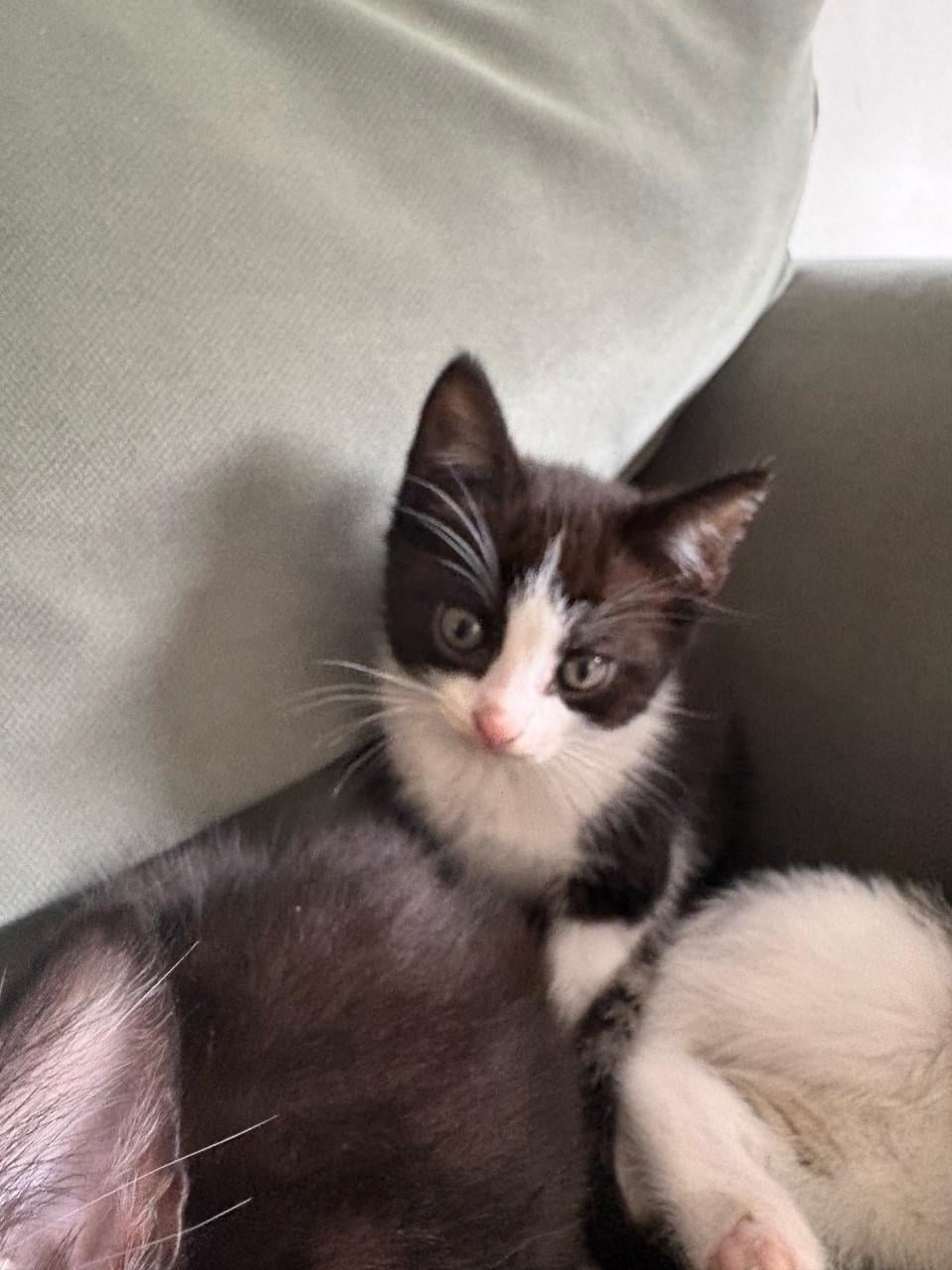 Kitten