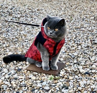 Regenjasje voor hond of kat
