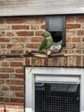 Koppel grote Alexanderparkiet