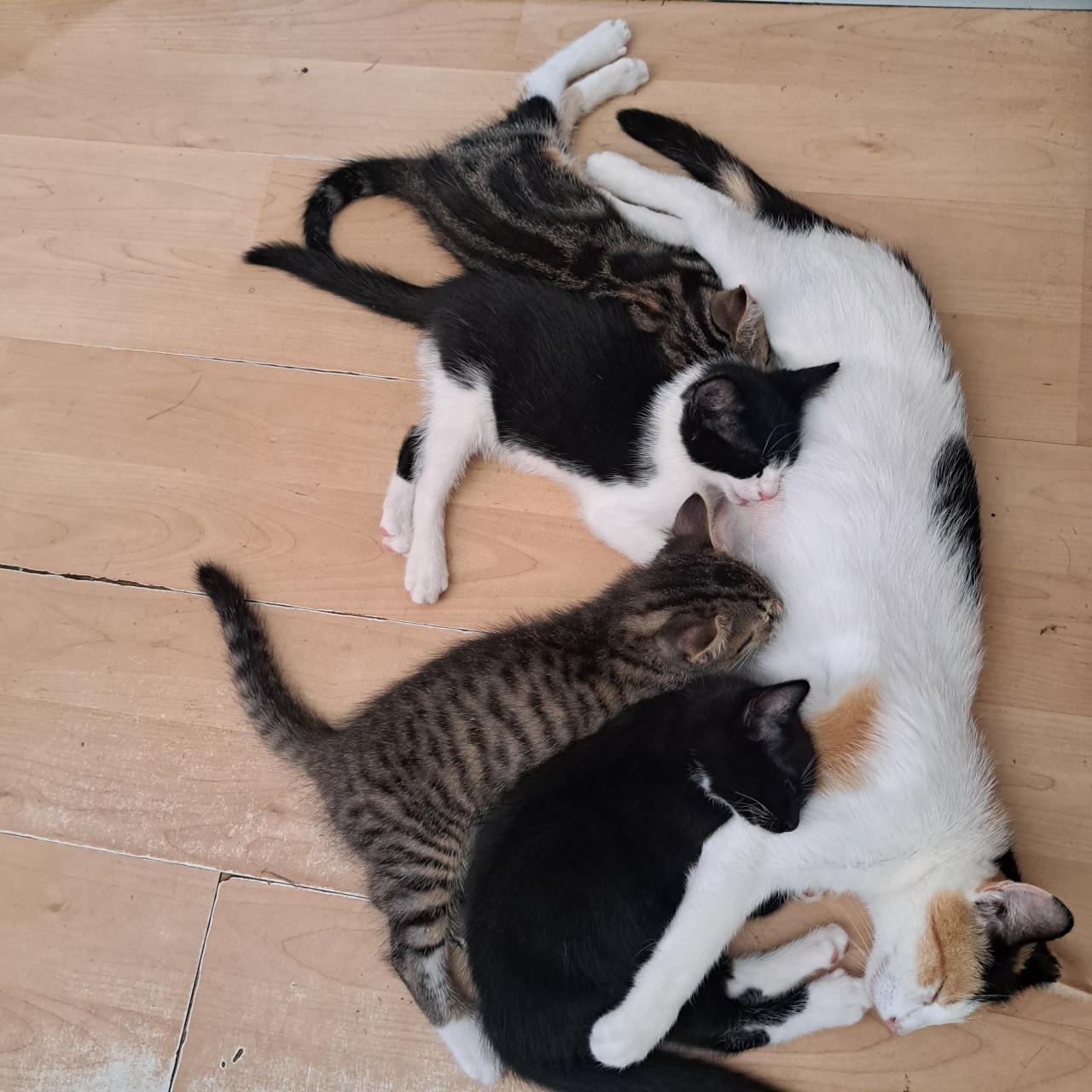 Super lieve kittens