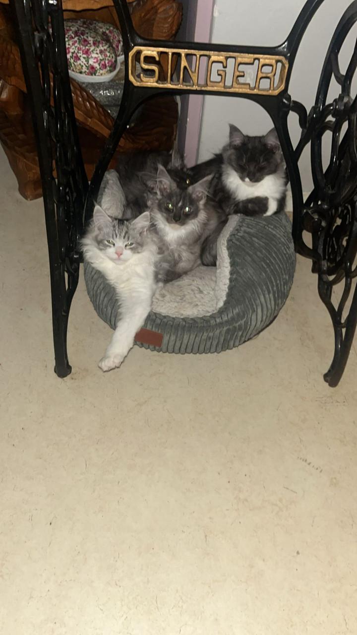 Kittens Ragdoll/Maincoon Maincoon/Maincoon