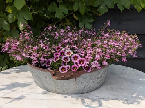 Grote zinken zaaibak met planten