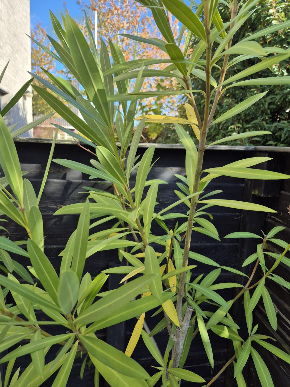 Roze Oleanders in pot