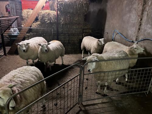 Schapen wol te koop verse scheer