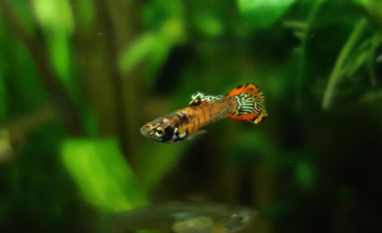 Endler guppen Yellow Tiger