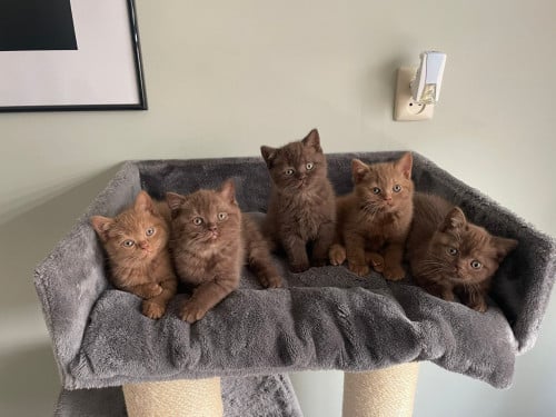 Lieve Brits Korthaar kittens beschikbaar