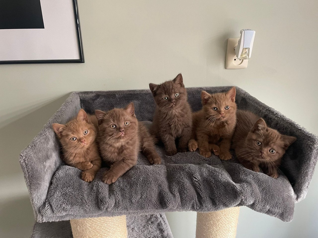 Lieve Brits Korthaar kittens beschikbaar
