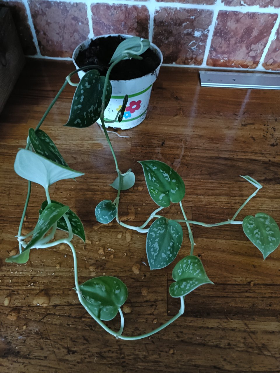 Kamerplanten en kleine courgette plantjes