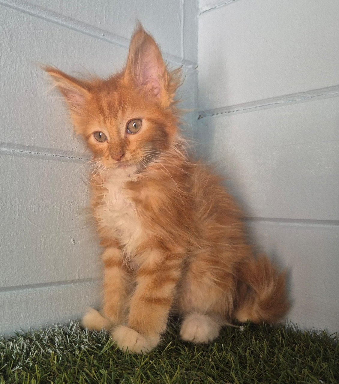 3 rode maine coon katertjes