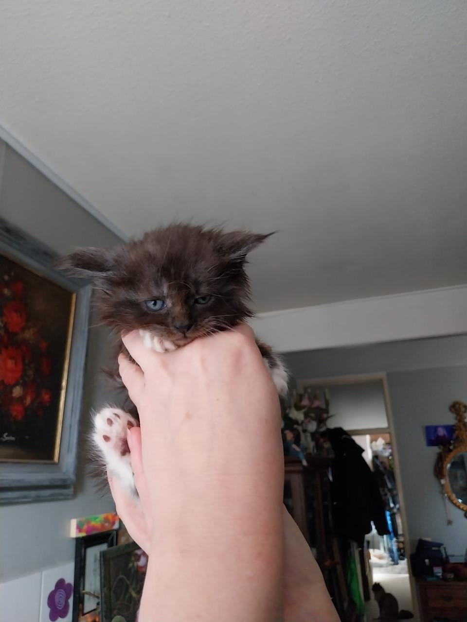 Prachtige Maincoon kittens