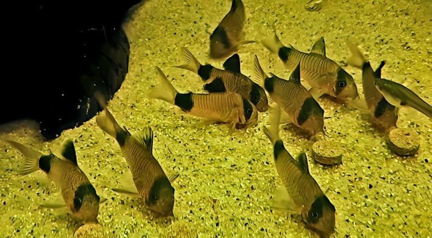 Jonge Corydoras Panda