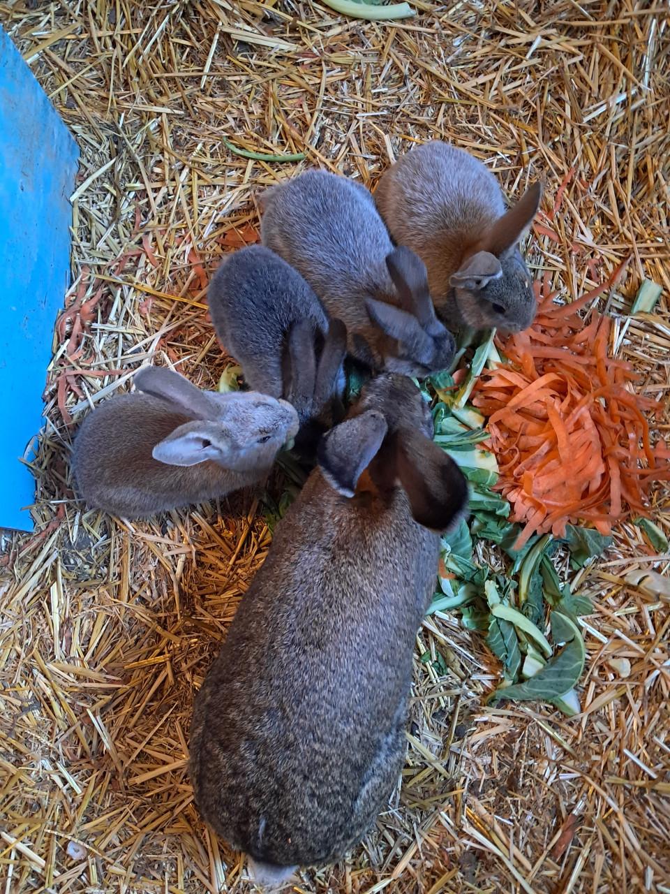 Jonge vlaamse reuzen