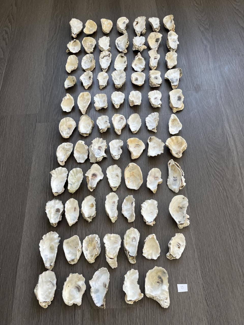 Oesterschelpen