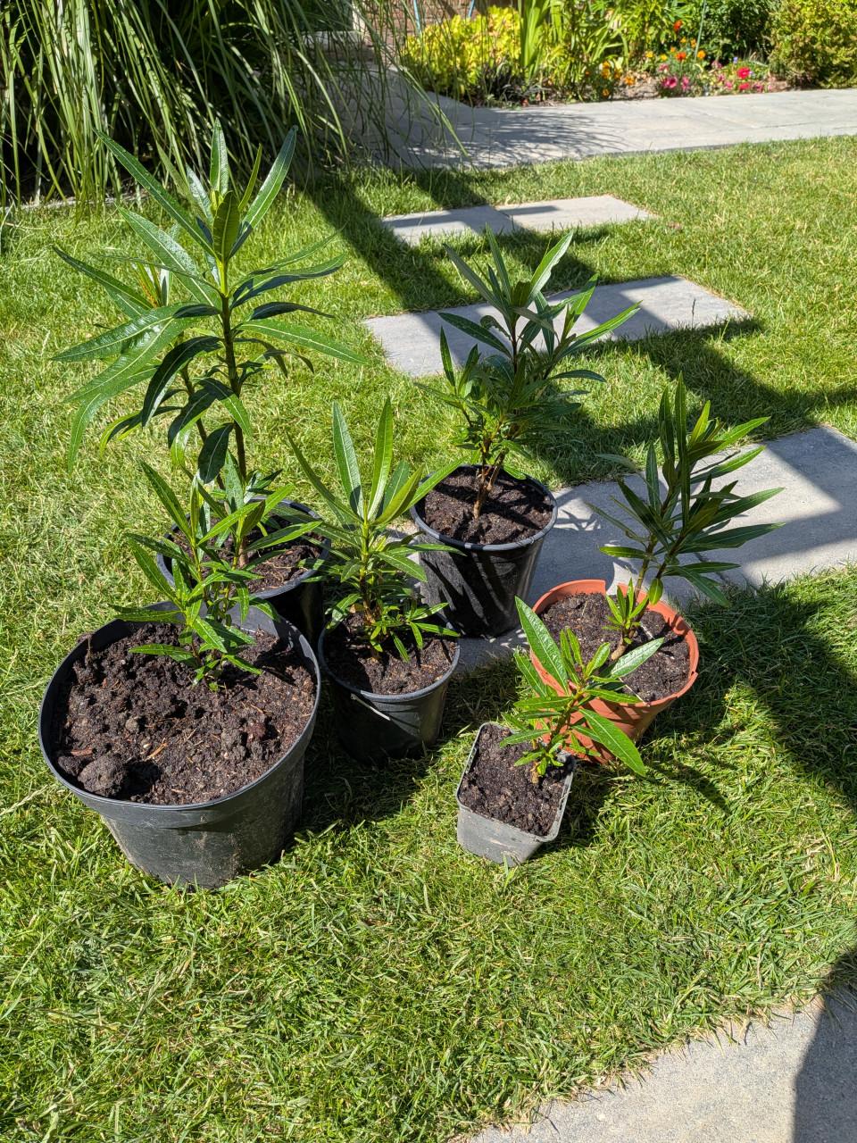 Oleanders