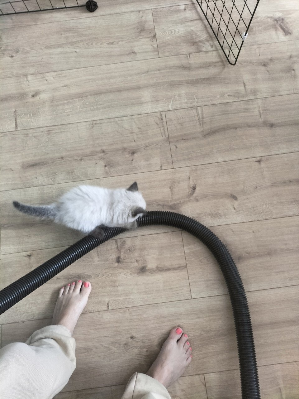 Super snoezige ragdoll kittens