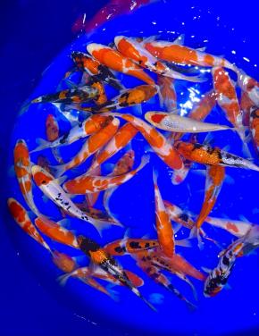 HQ Tosai van Hiroi 18-22cm. Japanse koi. ACTIE 5 voor 200