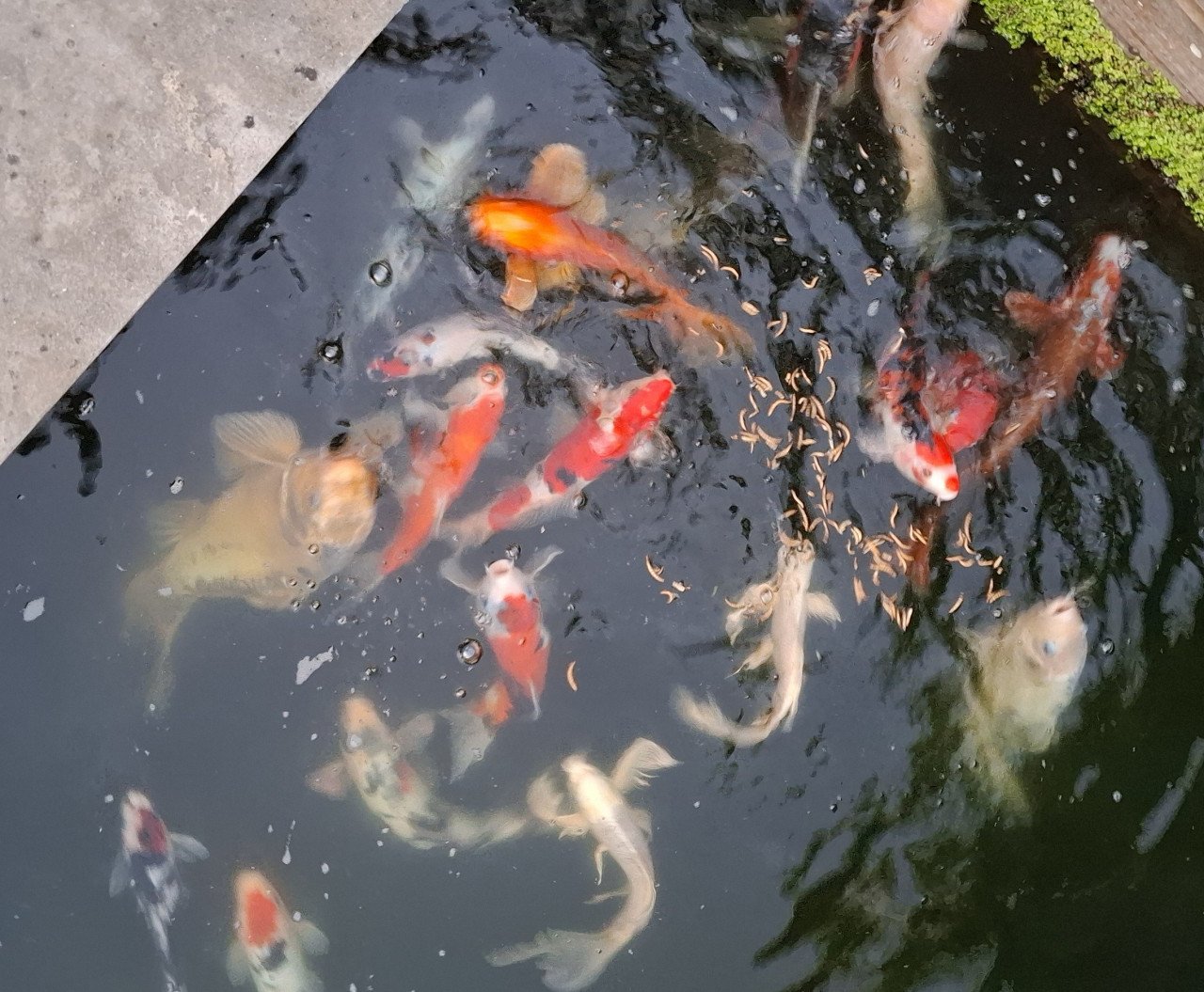 Koi karpers
