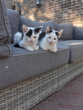 Lieve, makkelijke kittens