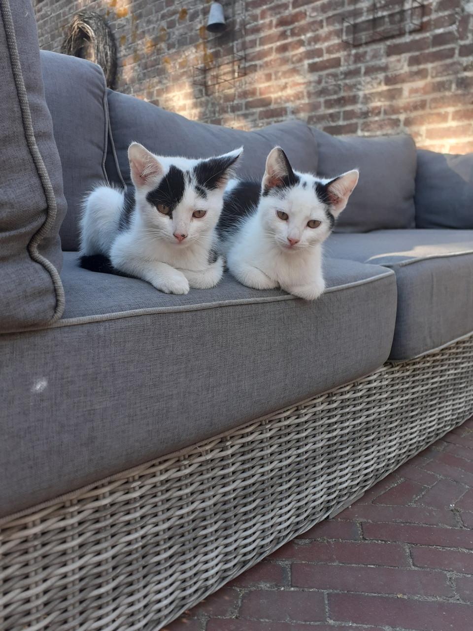 Lieve, makkelijke kittens