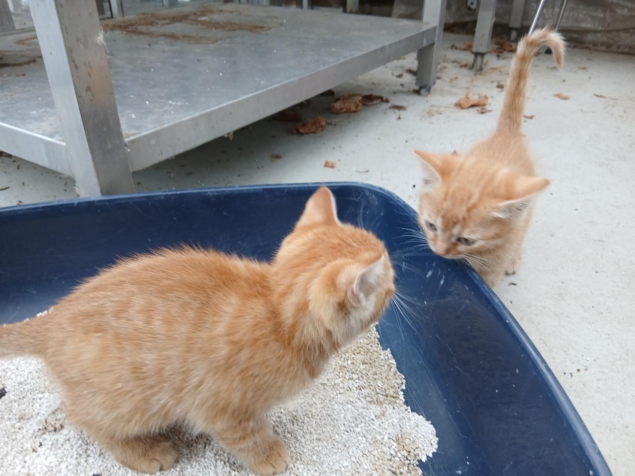 Kittens