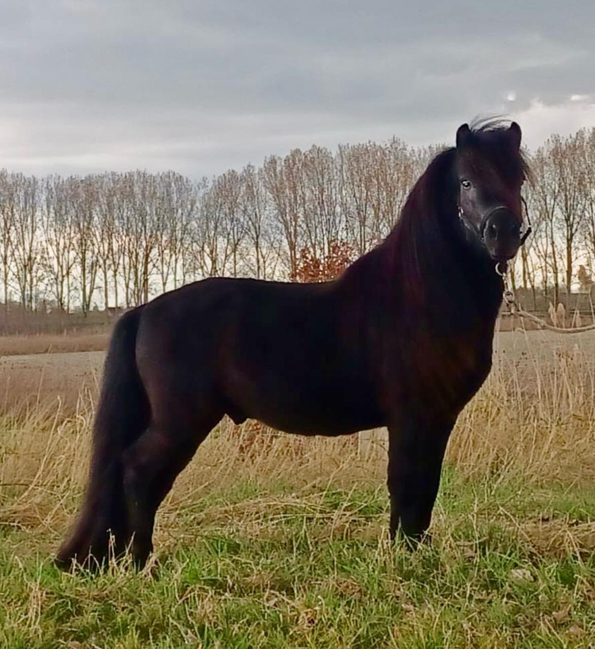 Shetlander hengst 3 jaar