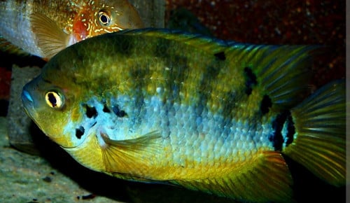 Centrarchus cichliden