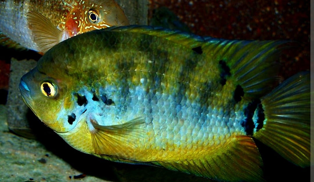 Centrarchus cichliden