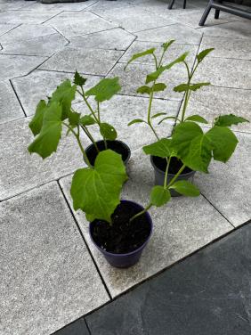 Augurken plantjes