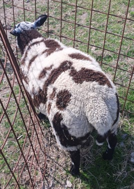 🤩Schaap 😍schapen ooi ram Bonte
