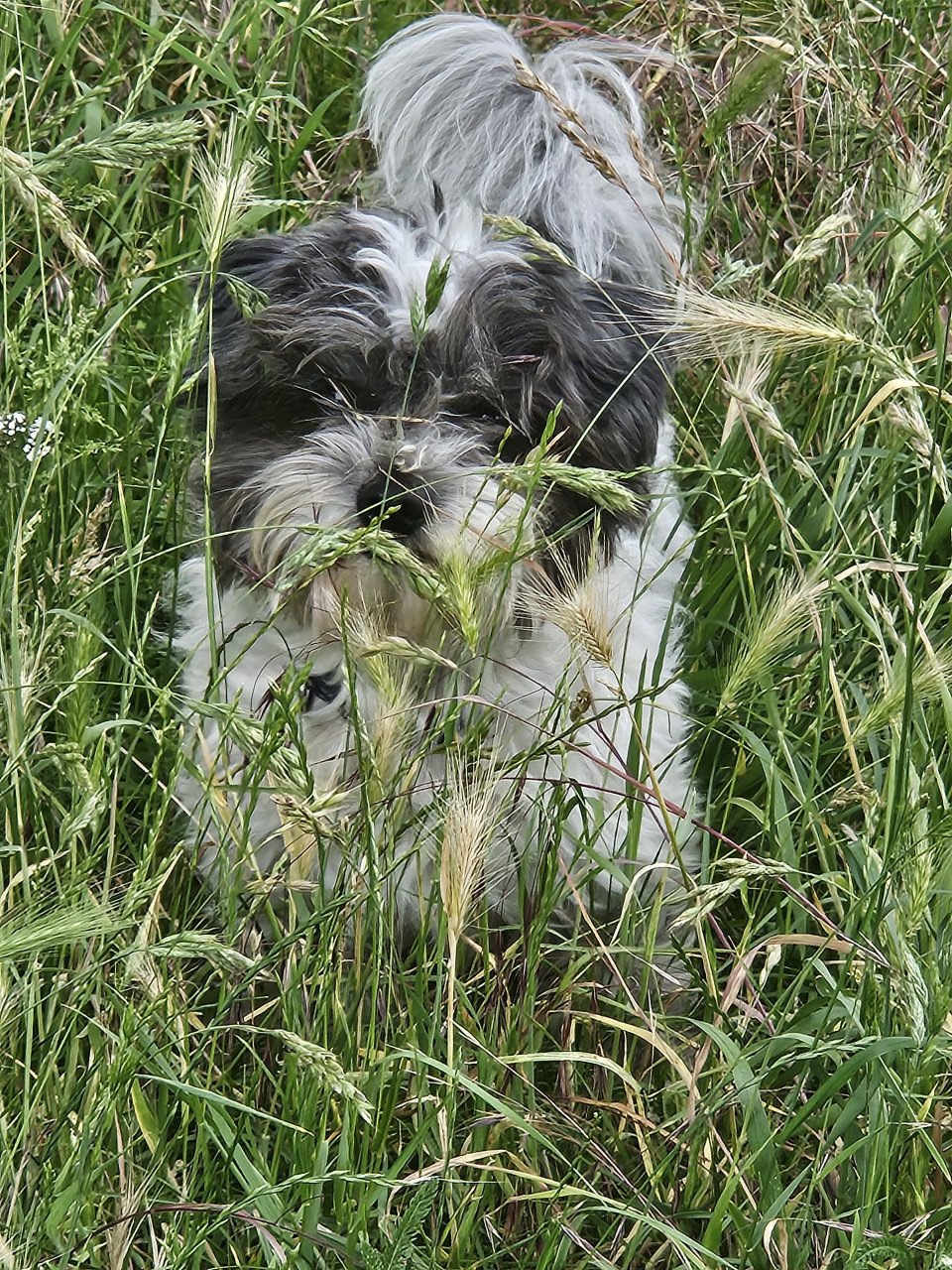 Hondjes