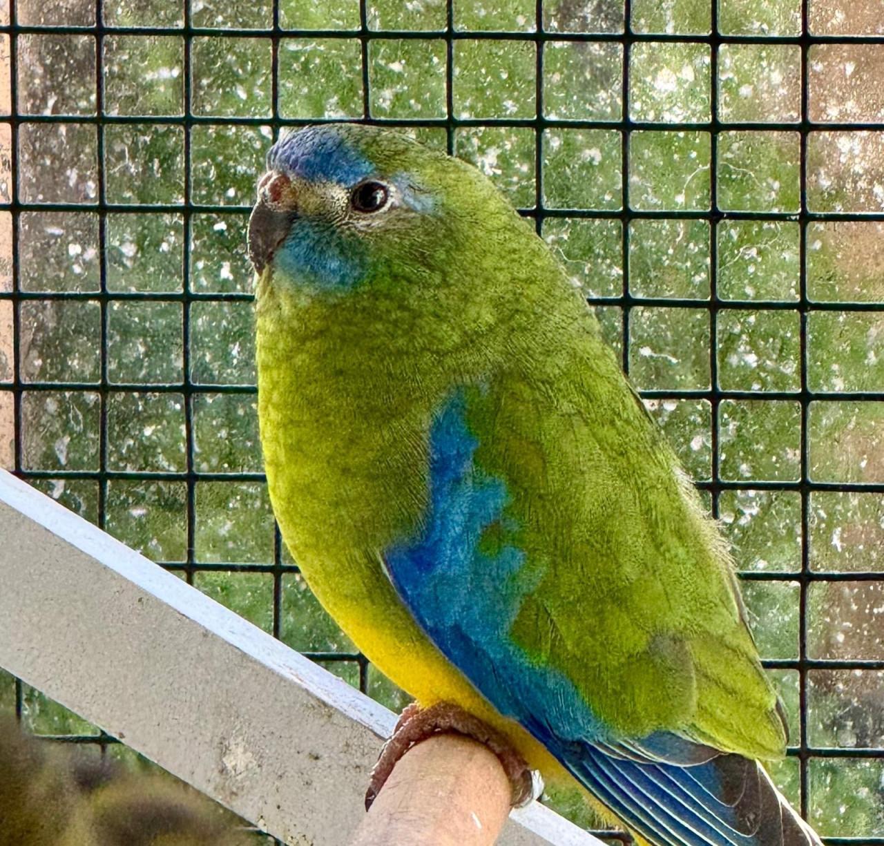 Turquoisine parkieten koppel