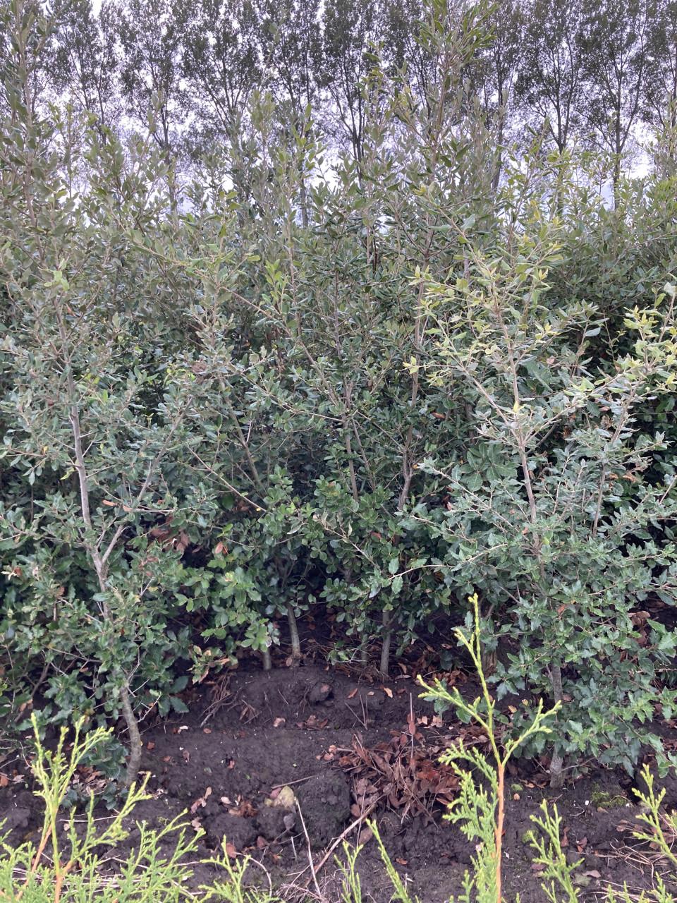 Steeneik voor een haag (quercus ilex)