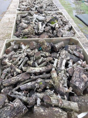 TE KOOP HAARHOUT