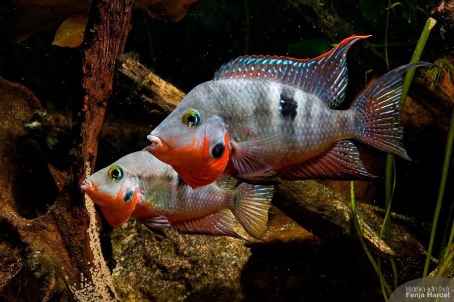 Aquariumvissen