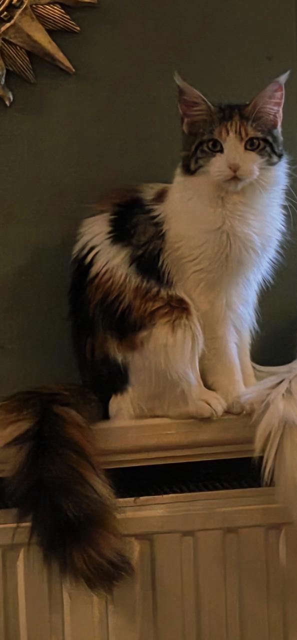 Prachtige Maine Coon kittens!