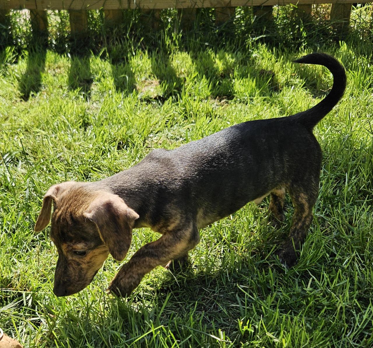 Jack Russell pups