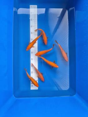 Koningsdag benigoi aanbieding