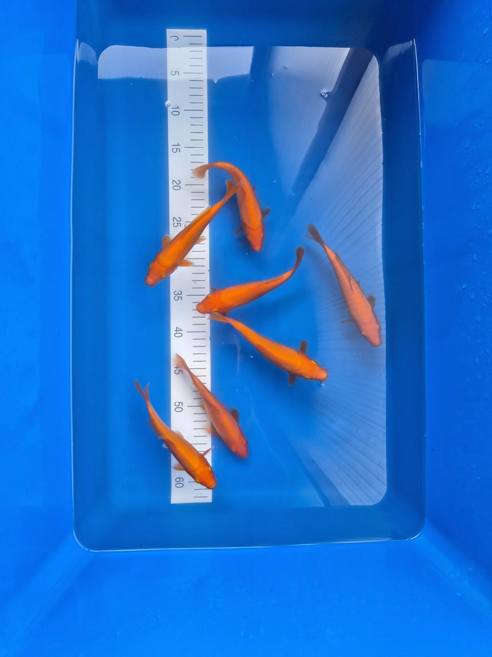 Koningsdag benigoi aanbieding