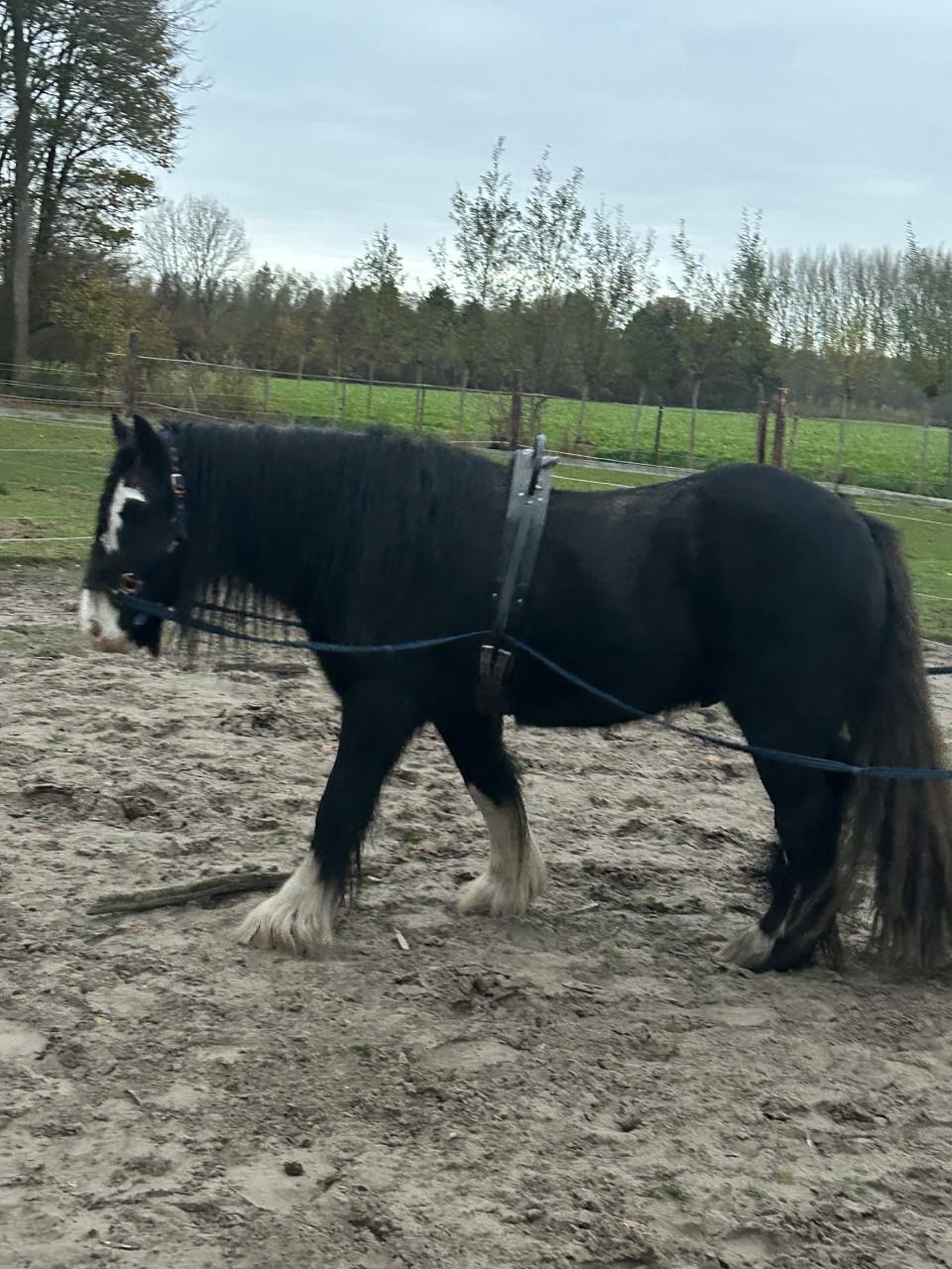 #Equi Pride# gedrag, grondwerk, rijden, Naturel Horsemanship, etc.