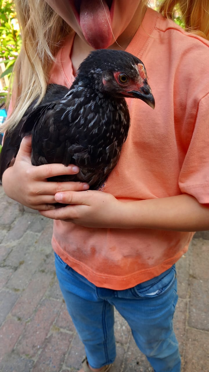 Chabo kriel hennetjes