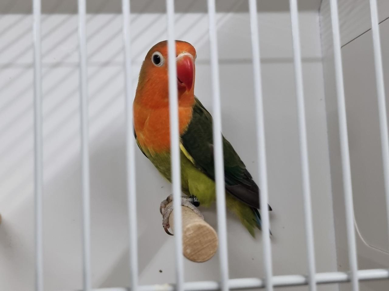 Agapornis fisheries, diverse kleuren