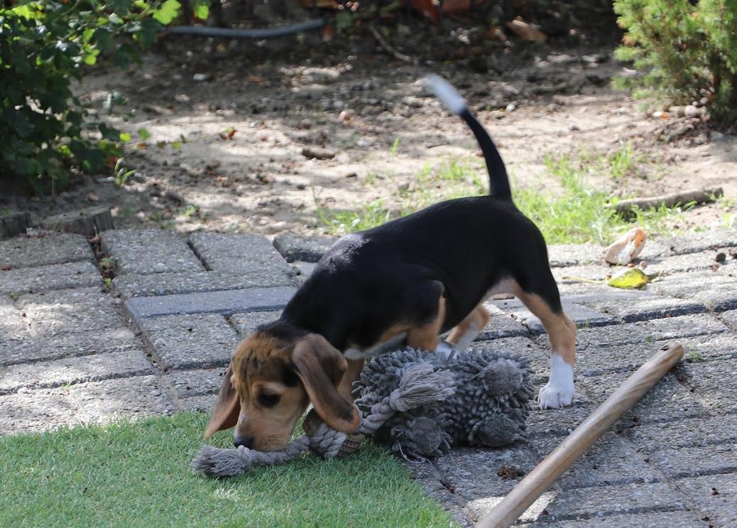 Beagle pups
