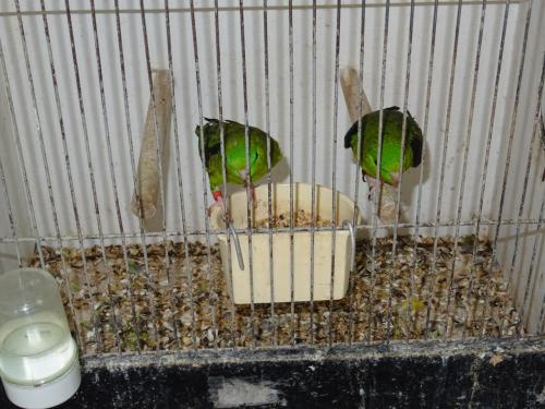 Te koop koppel Katharina parkieten broedrijp