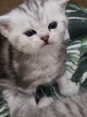 Brits korthaar kittens (Whiskas)